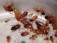 Cockroach Pest Control.jpg
