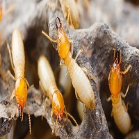 termite treatment adelaide - Copy.jpg