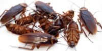 Cockroaches Control.jpg