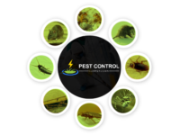 Pest-Control-Campbelltown.png