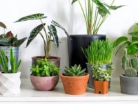 UK_learn-grow-garden-advice-gardening-houseplants-best-indoor-plants_main.jpg