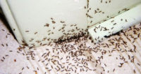 Ants Pest Control.jpg