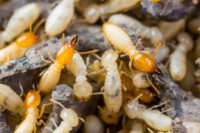 Termites Control.jpg
