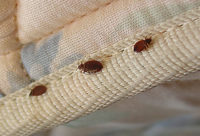 Bed Bugs Control Services.jpg