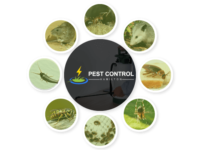 Pest-Control-Hamilton.png
