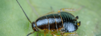 Cockroach pest control Adelaide.png