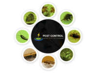 Pest-Control-Yeronga.png
