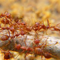 Ants Control.jpg