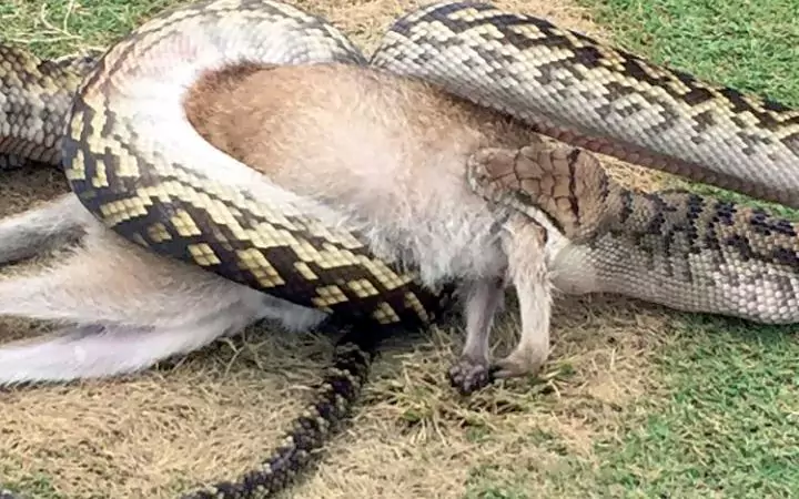 kangaroo-vs-python